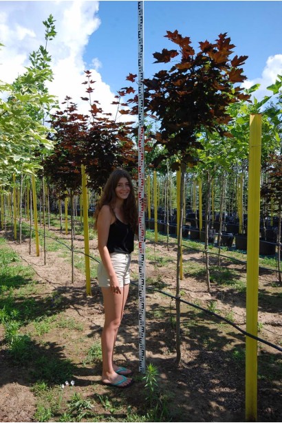 Клен гостролистий Роял Ред - ком/вис.250-300см/Ø60-80см/ШТАМБ 160-180см/обхват 8-10см 